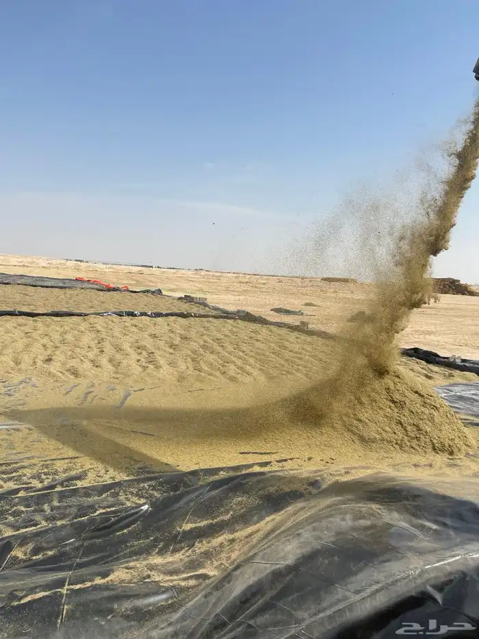 للبيع بذر رودس بلدي صافي 0