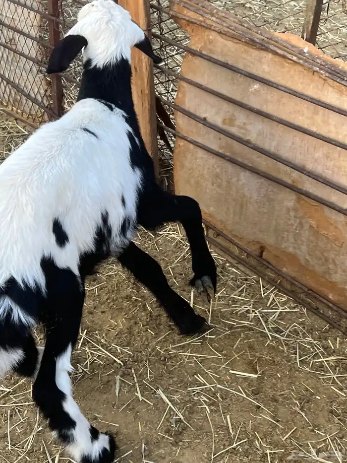 للبيع خروفان 2 تحت امهاتهم 9