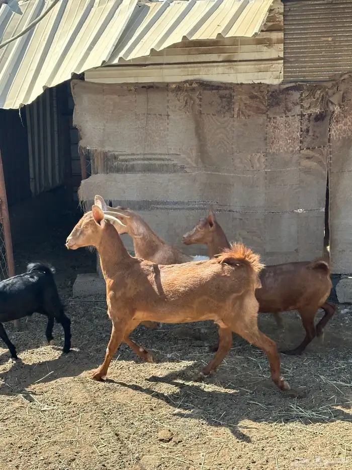 للبيع اربع ماعز دفع مع فحلها 3