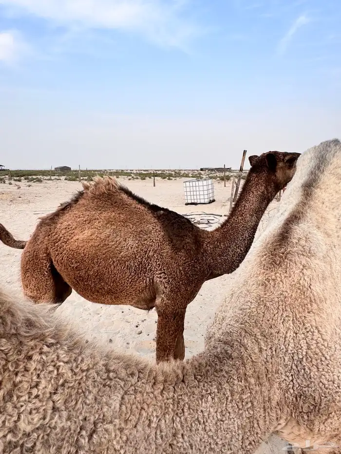 للبيع قعود الصفر 3