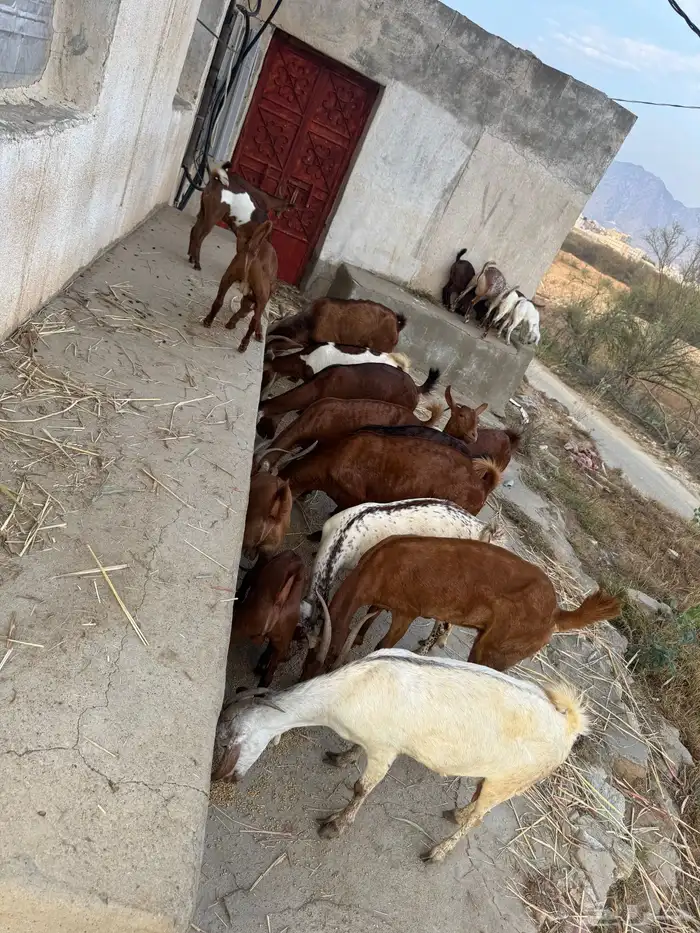 معزا مناتيج 8