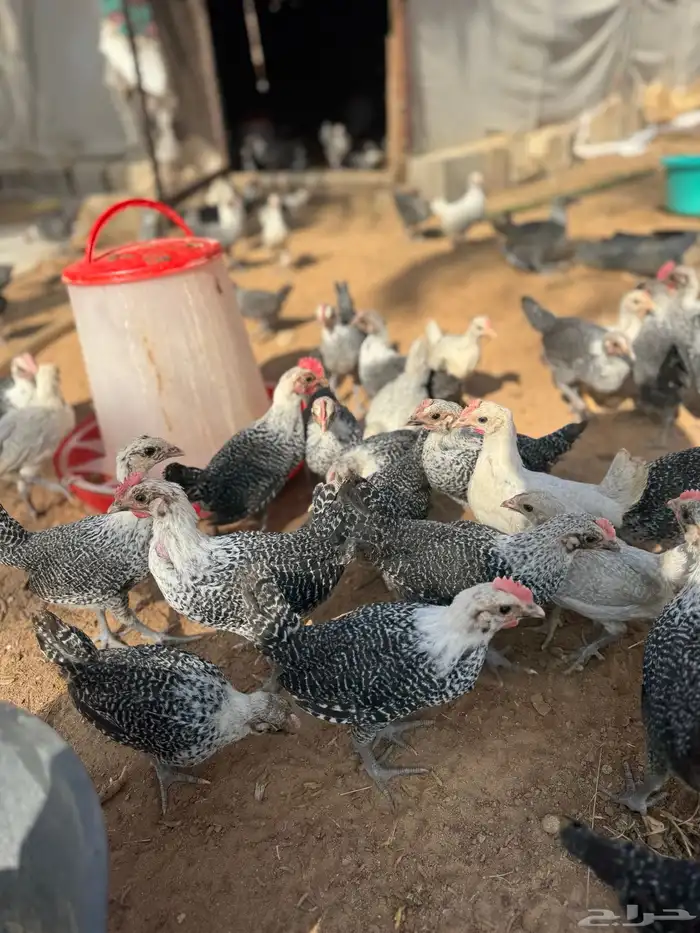 صوص العمر فوق شهرين تم البيع 1