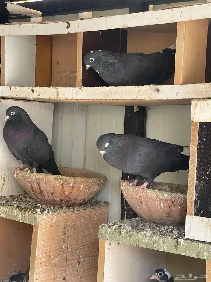 حمام قطايف للبيع 0