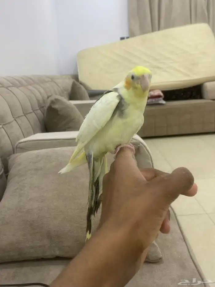 للبيع كروان اليف وهدد حمامه مايعرف العض 1