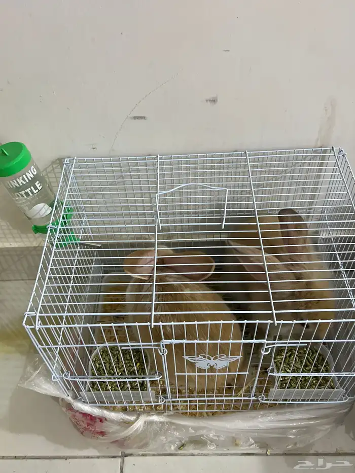 ارانب جوز فرنسي 3