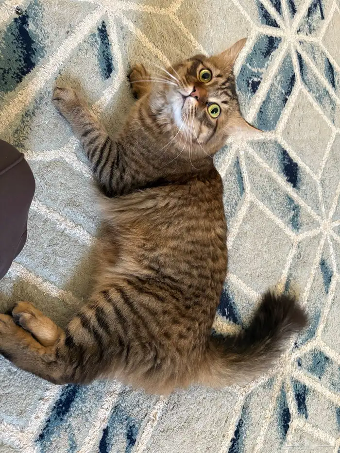 قطه ذكر سلاله روسيا 0