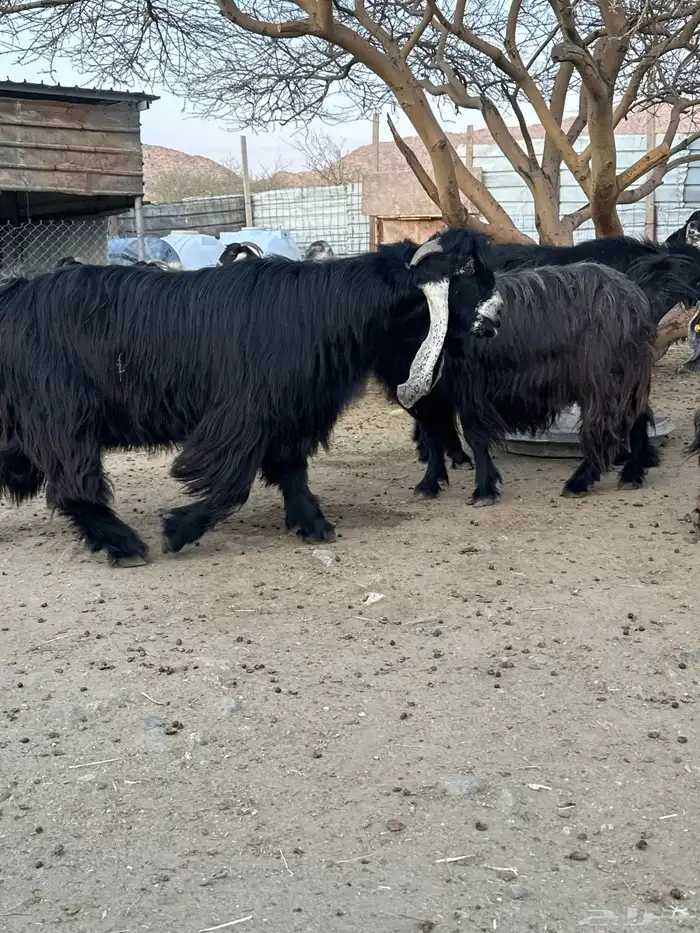 تيس عارضي ثني 2