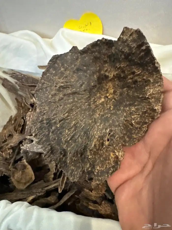 عود كاليمنتان بونتيانك تربل سوبر تخزين قديم طبيعي 100   100 8