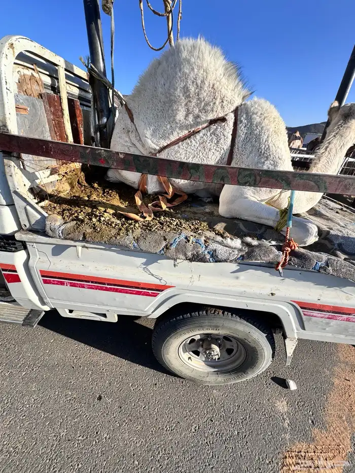 بكره كفو من تحت امه 0