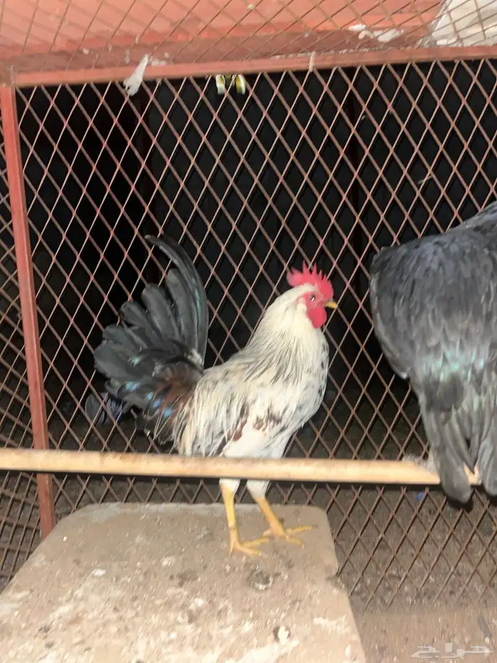 دجاج للبيع 4