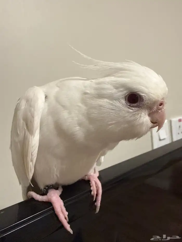 ببغاء كروان مع قفصه 2