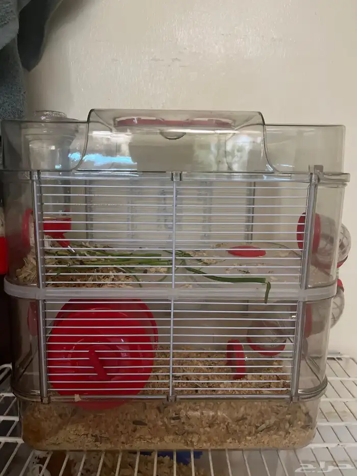 هامستر   اثنين أنثى 2