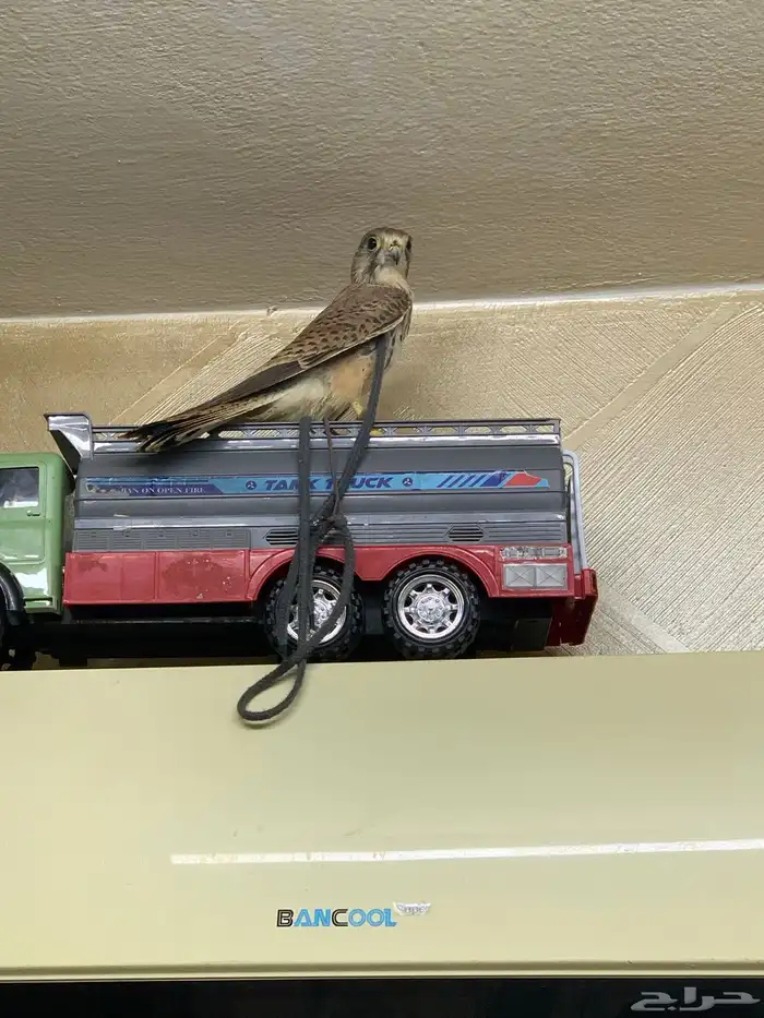 باش للبيع بسق للبيع السعر 60 ريال 4