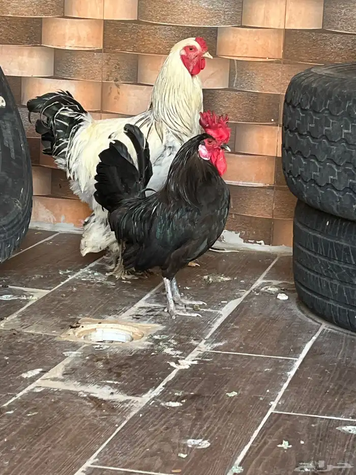 ديكه للبيع 2