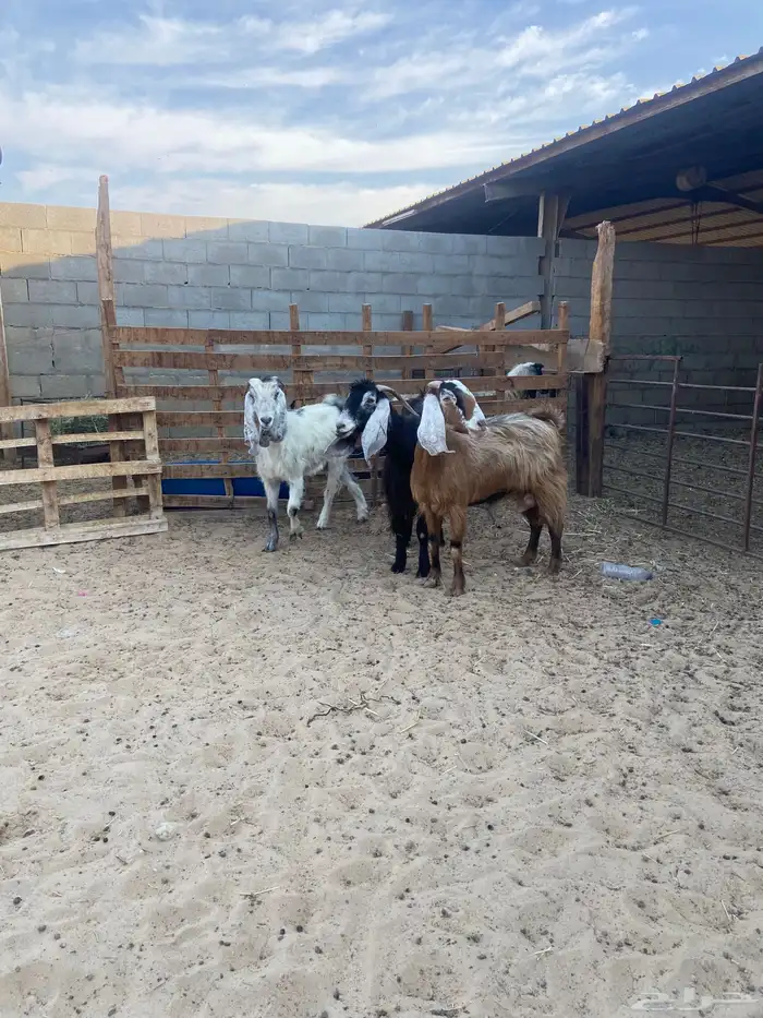 معزا عدد 3 الحمرا دافع حول شهرين ونص الى ثلاث شهور 2