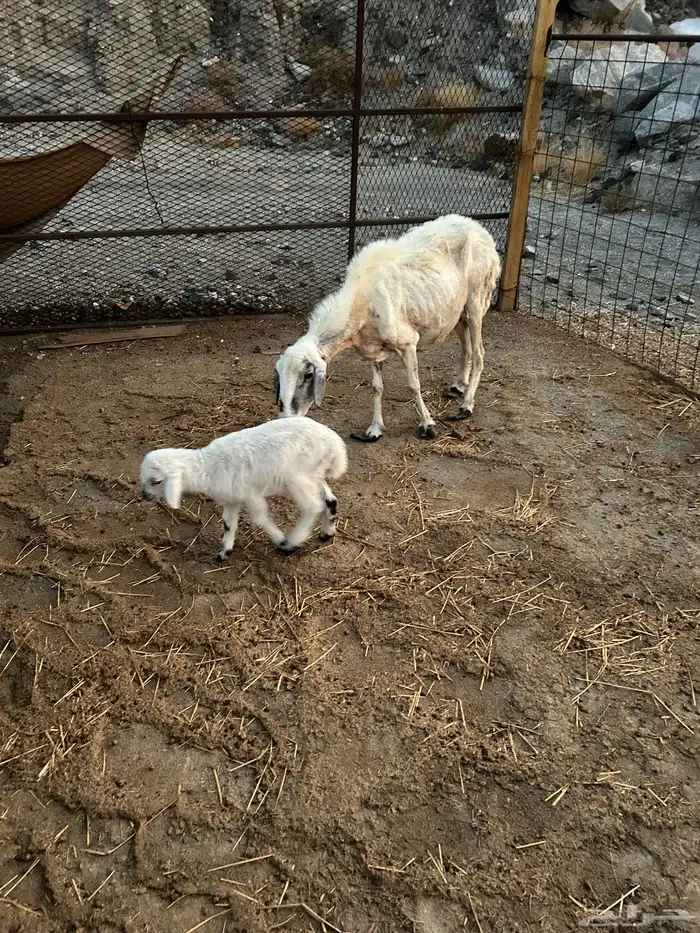 نعجه معها طلي 2