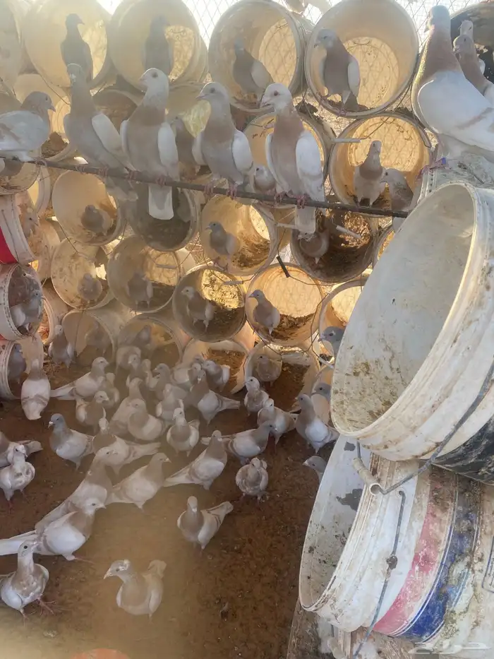 زاجل كريمي منتج 0