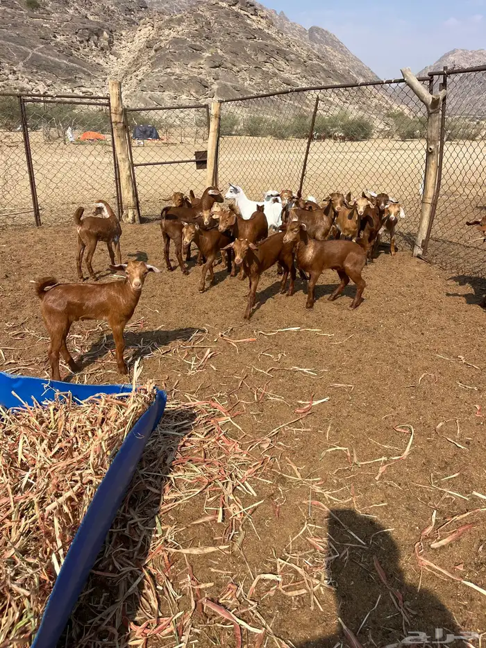 معزا مقاني 0