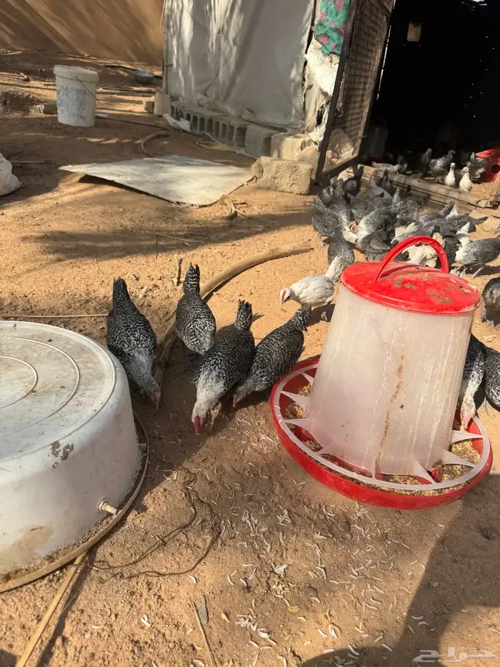 صوص العمر فوق شهرين 3