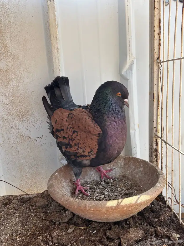 حمام كنق ايناث 4