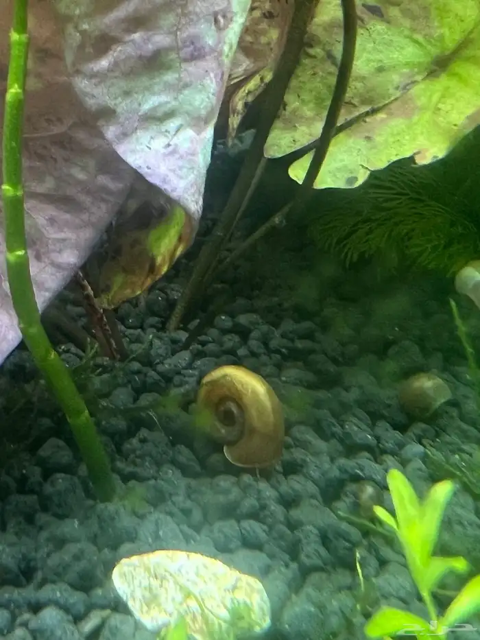 حلزون حوض سمك 1