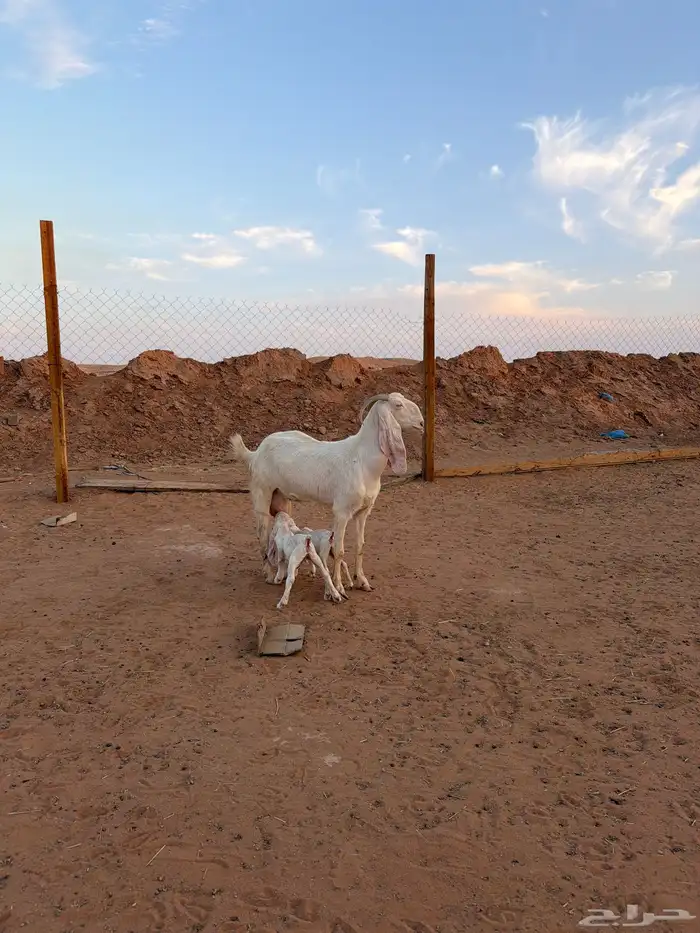 عنز برصا خصم متبع بجفرتين السن تامه شبب الموقع جنوب الرياض 1