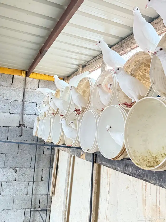 حمام فرنسي ابيض 20 جوز مفروز وجاهز 13