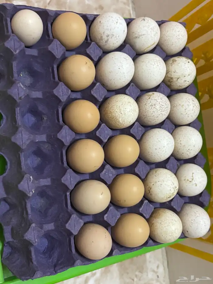 بيض رومي دجاج باكستاني 0