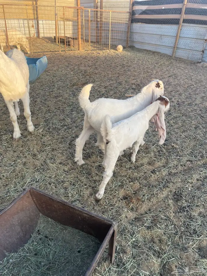 العرض الاول 5 مواعز بفحلها الثاني عنز سدس معها تيس وجفره 2