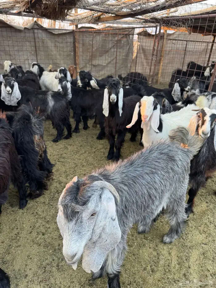 تيوس وجفار للبيع 11