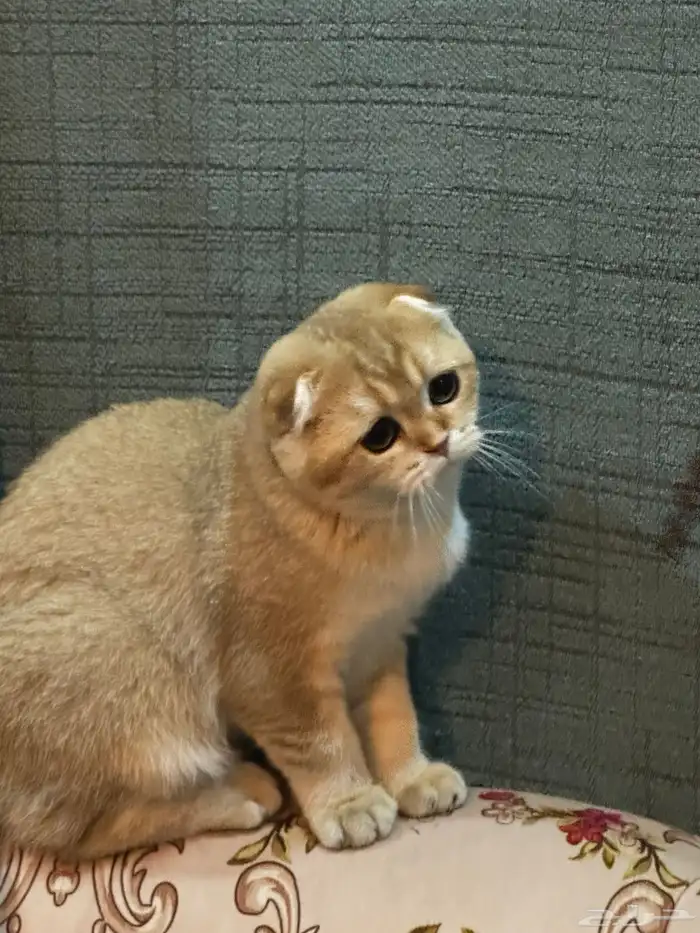 سكوتش فلود البيعه سريعة والقطاوة صحتها ممتازه ولعوبه 6