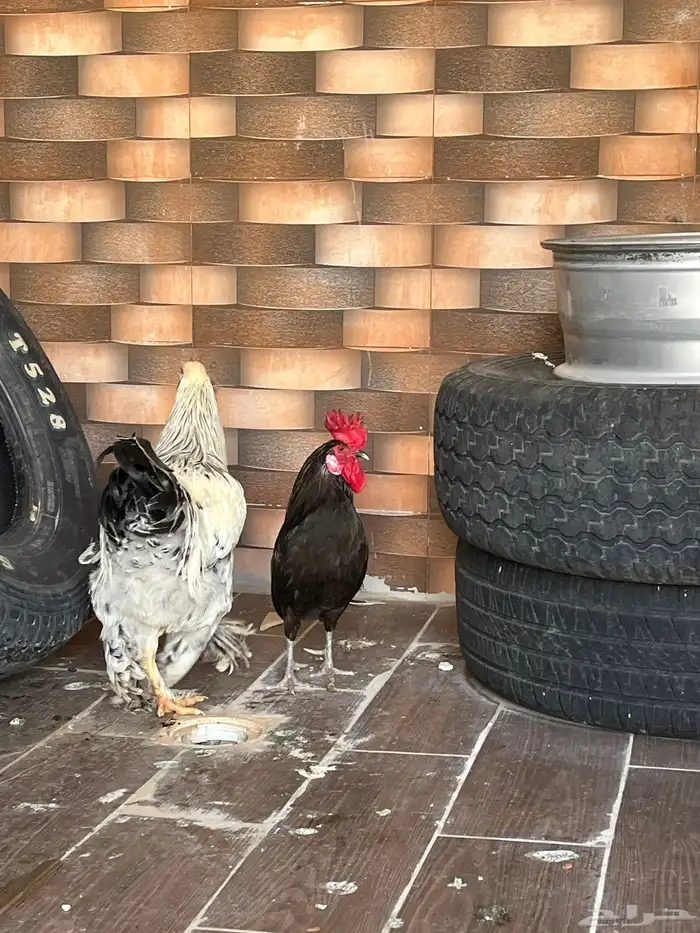 ديكه للبيع 0