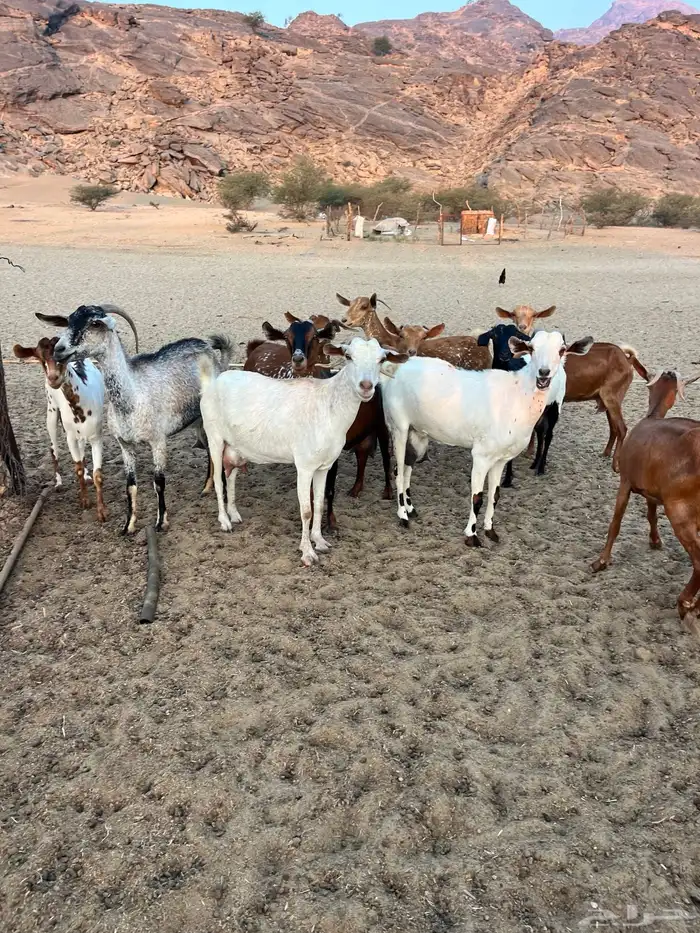 معزا مقاني 2