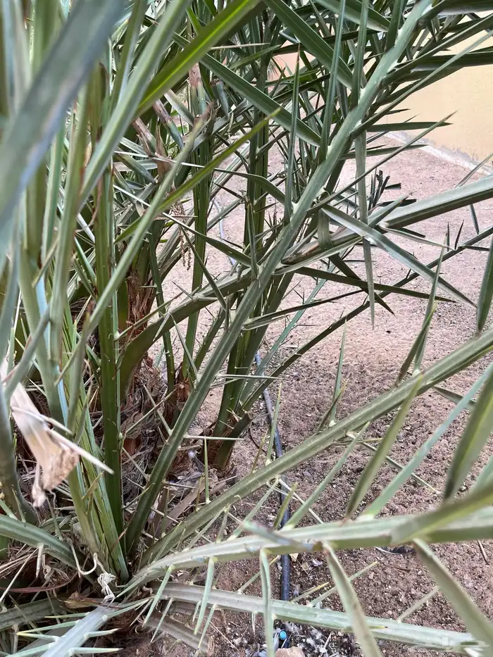 فسائل نخيل مجانا 3