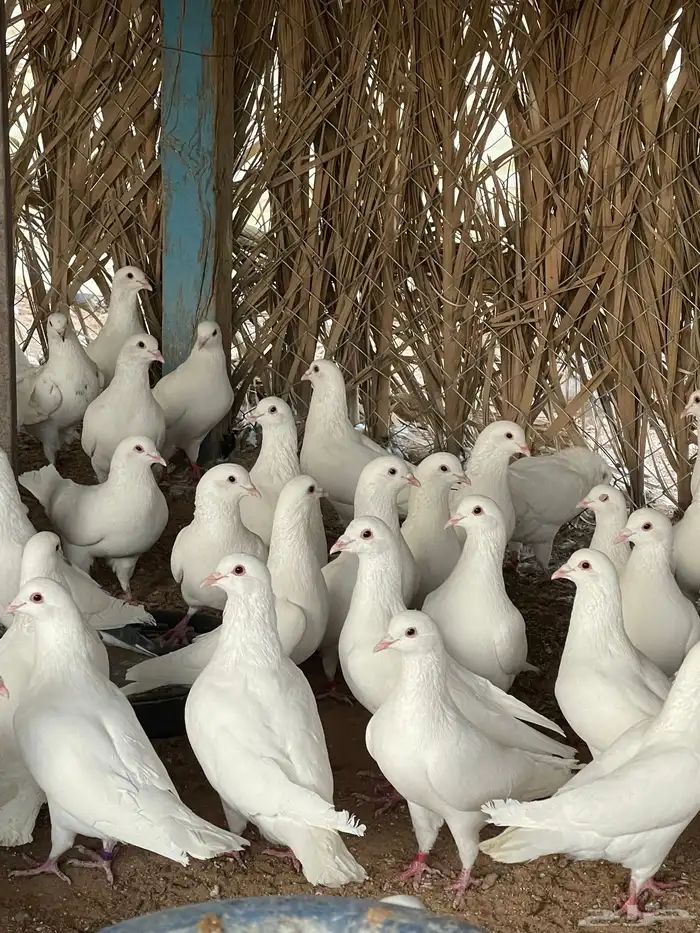 ذكور حمام فرنسي 0