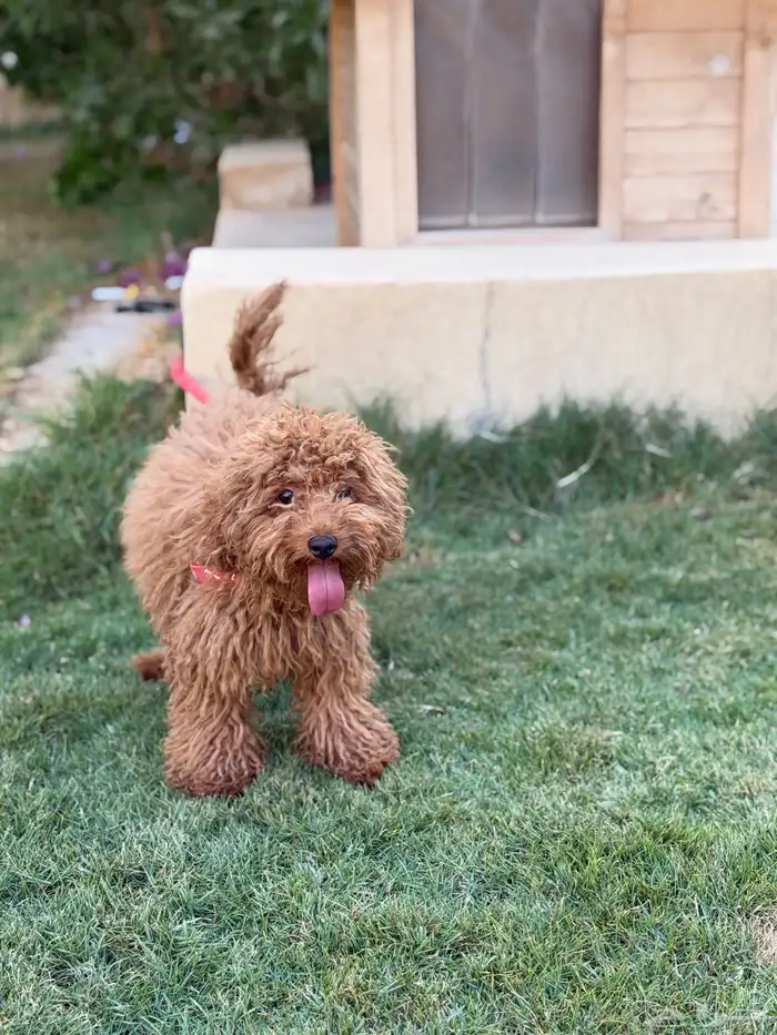 انثى توي بودل 3