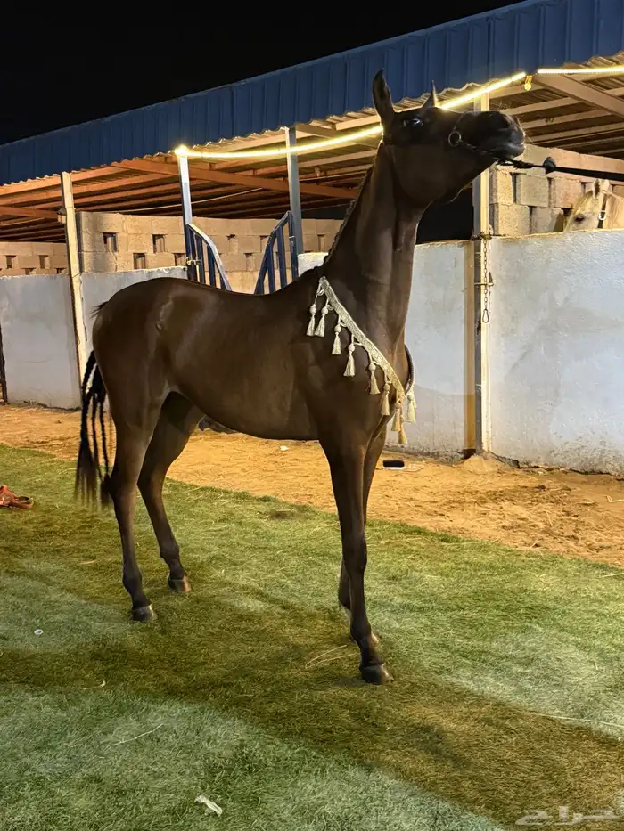 مربط عز الشقيق جازان - الشقيق 1