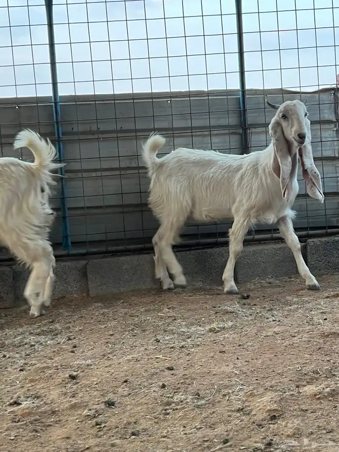 الطائف الحوية 2