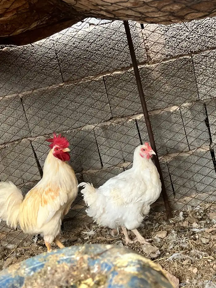 للبيع طقم ديك دجاج ابيض جروم سوبر من طيب 0
