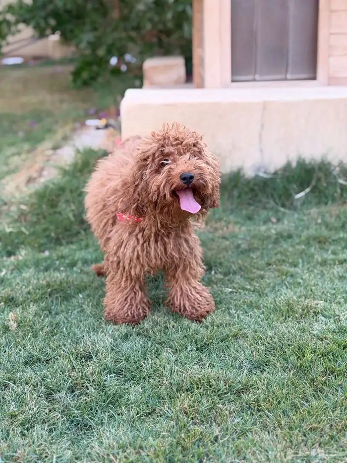 انثى توي بودل 1