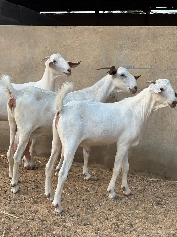 عنز برص فواخر جروم 19