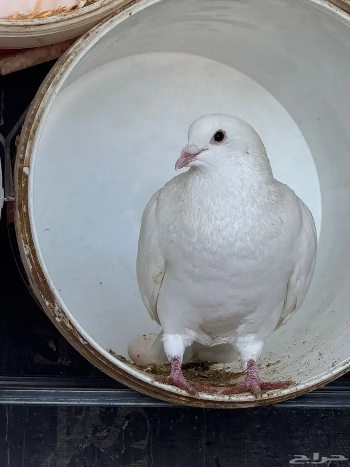 حمام فرنسي ابيض 20 جوز مفروز وجاهز 8