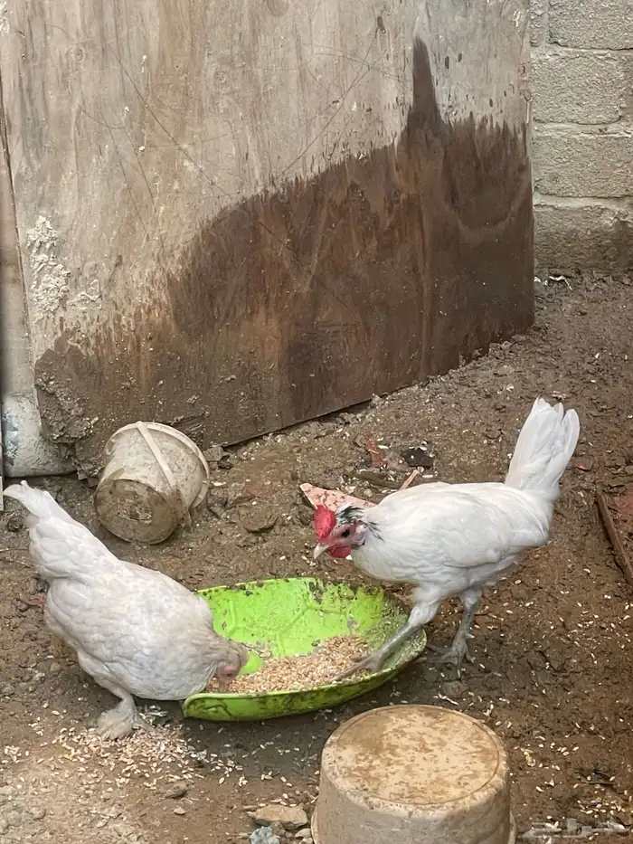 دجاج عربي قزم 4