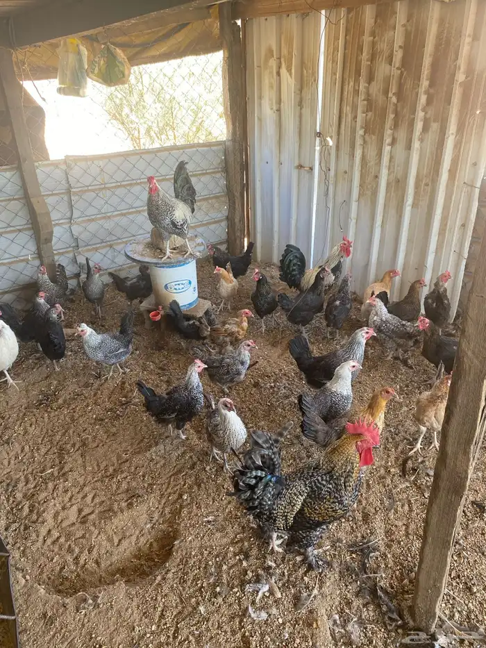 دجاج بلدي وفيومي بياض 1