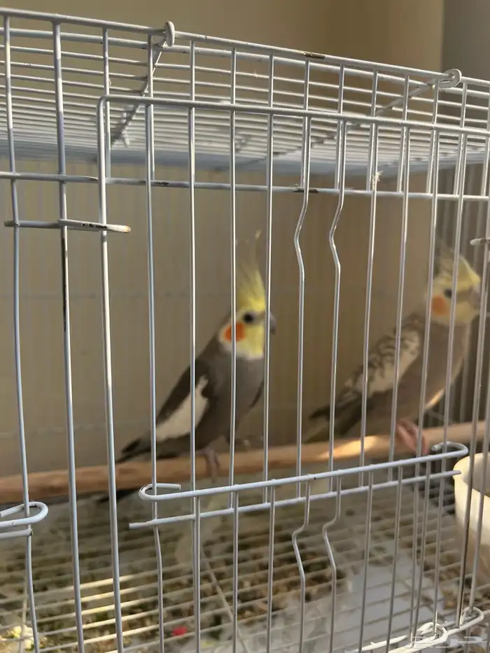 للبيع جوز كروان ذكر وانثى 1