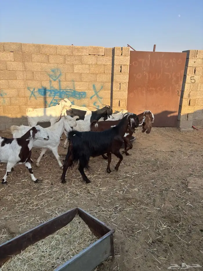 للبيع معزا مشاريك دفيع ومضاريع 1