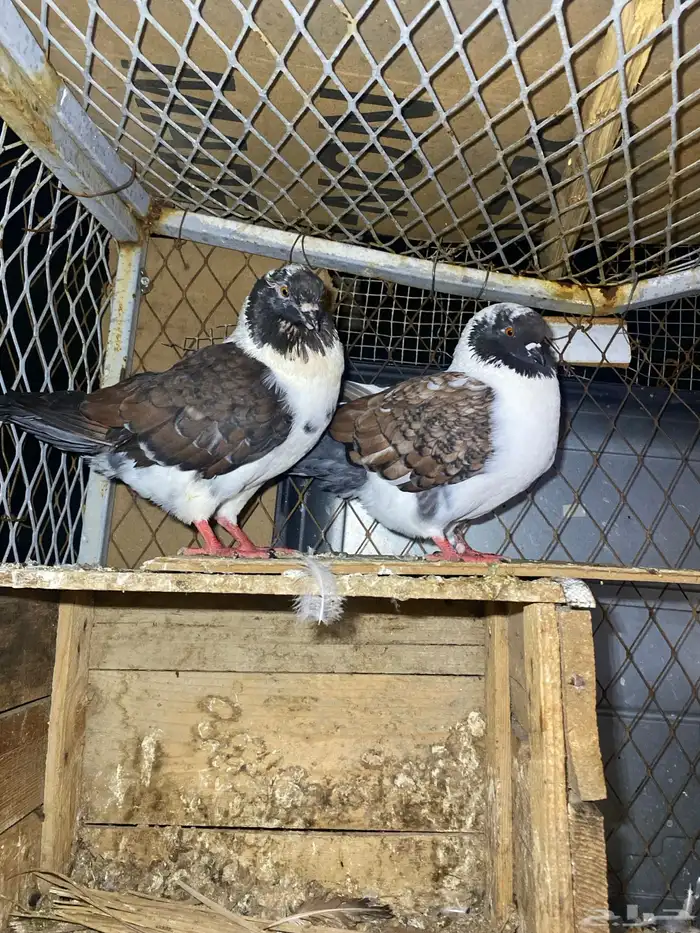 خلف مجمع البدر 0