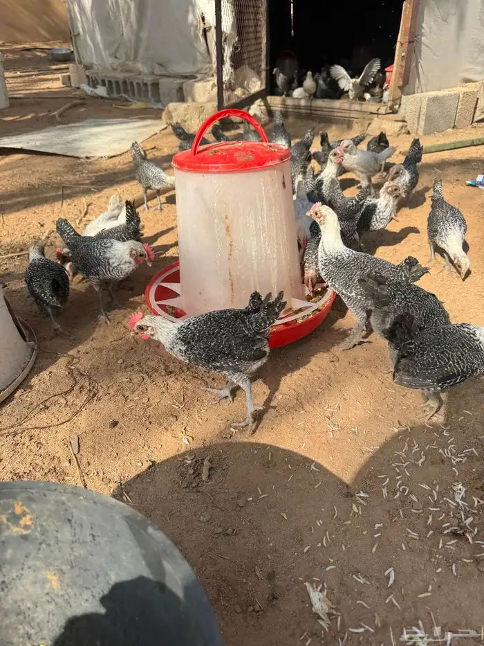 صوص العمر فوق شهرين 1