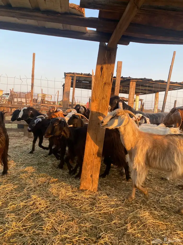 للبيع معزا عوارض وحريات بالفحل دفيع ومضاريع 1