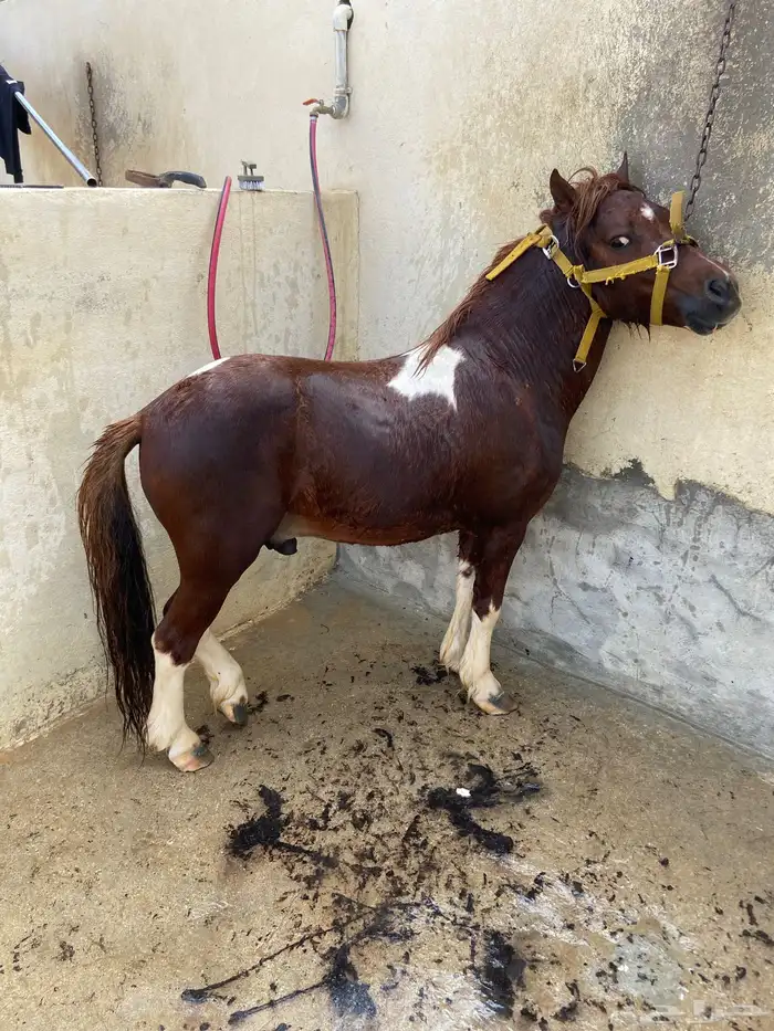 سيسي للبيع 0